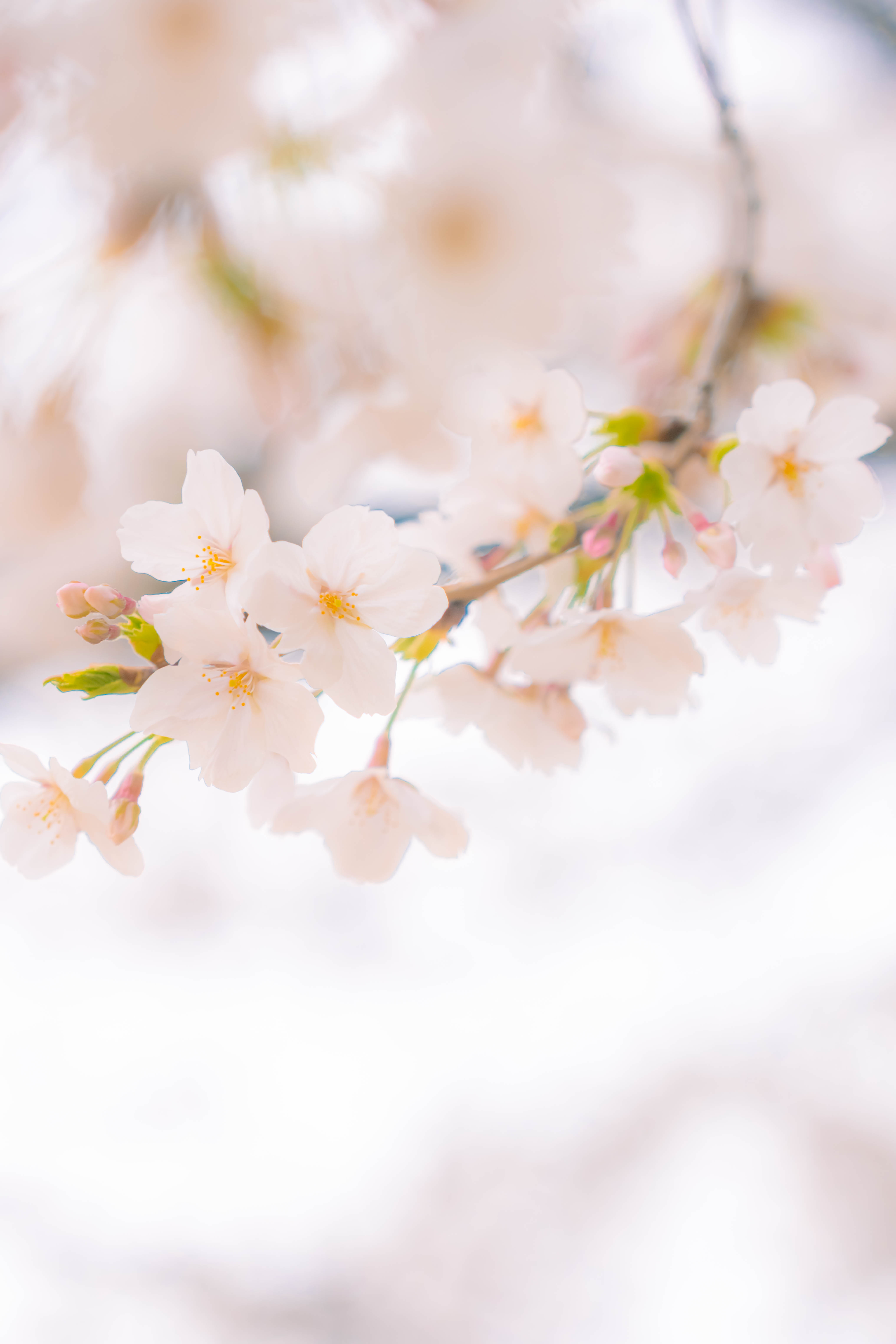 イベントの様子（桜）